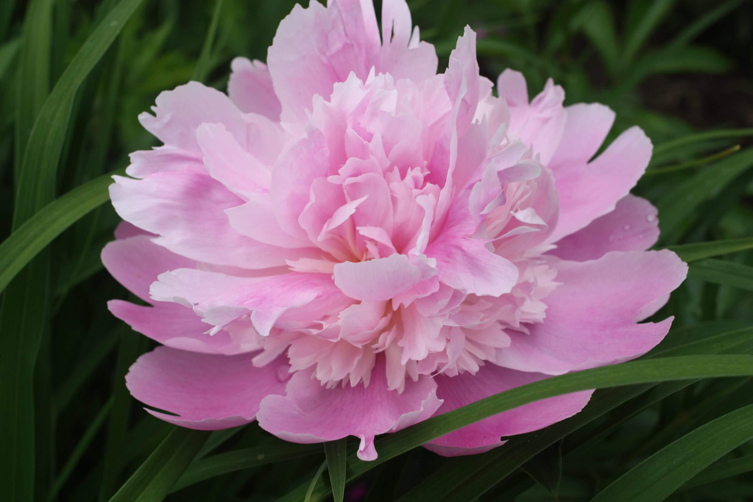The pink peony 'Monsieur Jules Elie' has bomb-type flowers. (Image by Jessie Keith)
