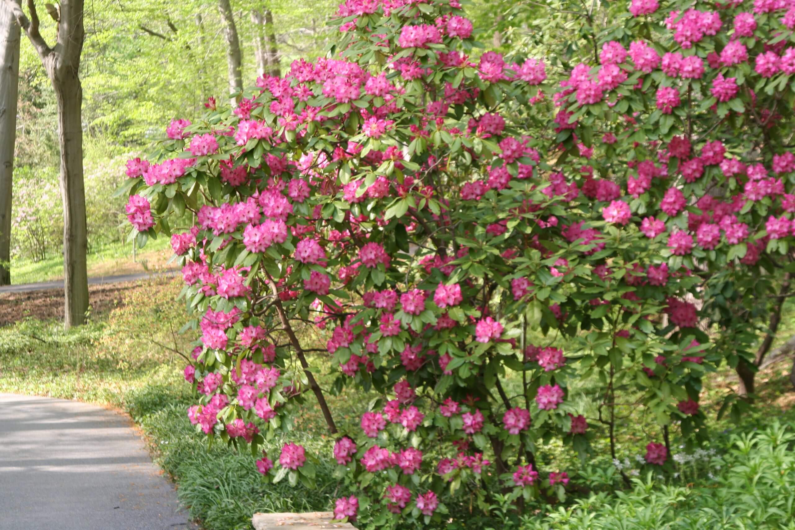 Rhododendron 'David Gable' (Gable Hybrid) JaKMPM