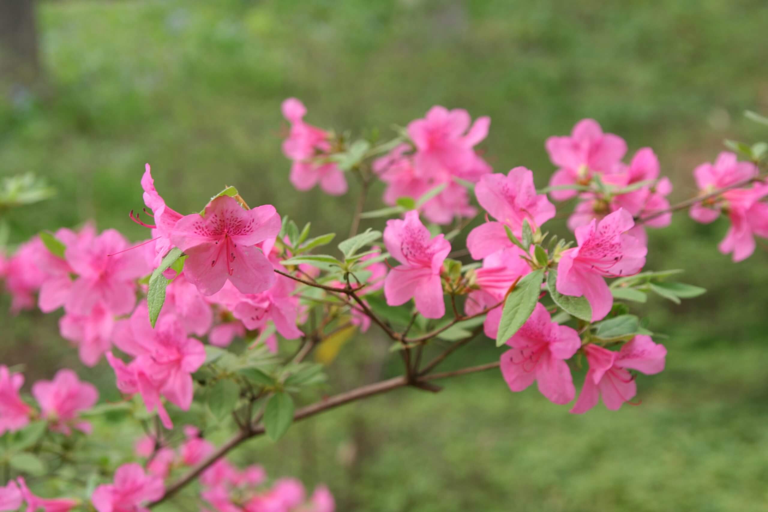 Rhododendron 'Springtime' (Gable Hybrid) JaKMPM