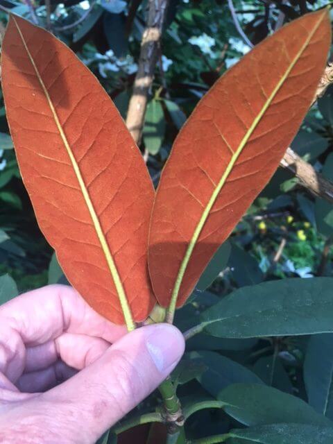 Rhododendron indumentum