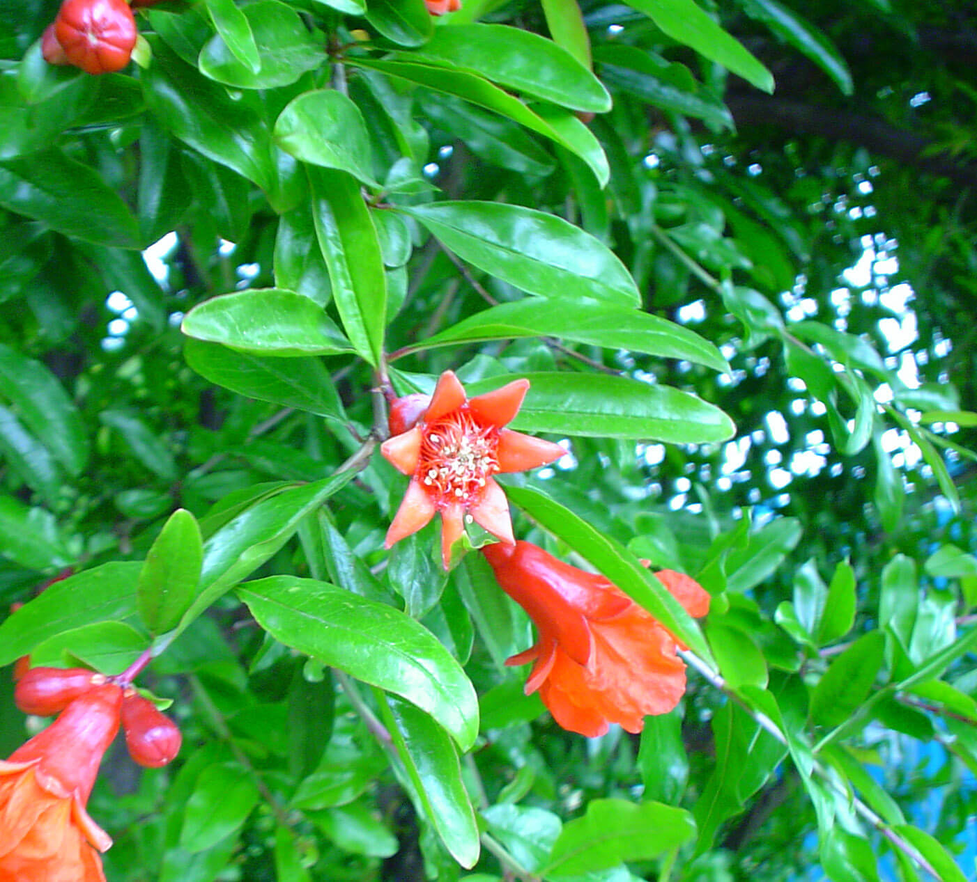 Bright foliage and coral blossoms make pomegranates a beautiful early color source for gardens.