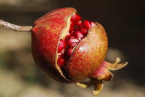 Picking time for pomegranates differs with variety, Home and Garden