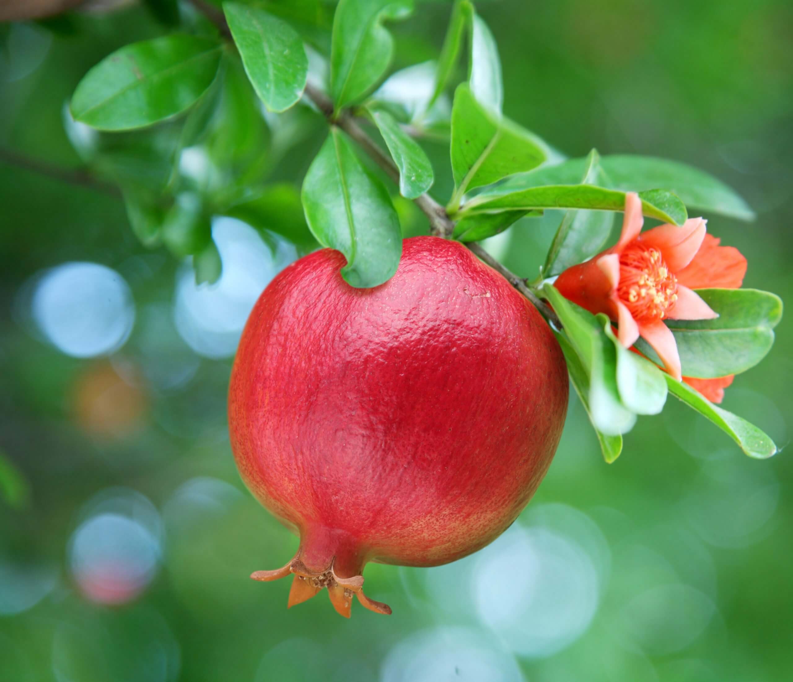 Ripe pomegranate on the branch. The foliage on the background.