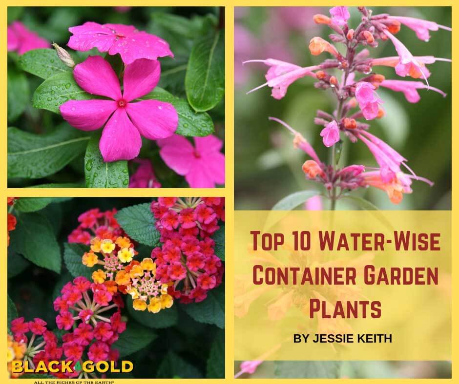 Top 10 Water-Wise Container Garden Plants – Black Gold