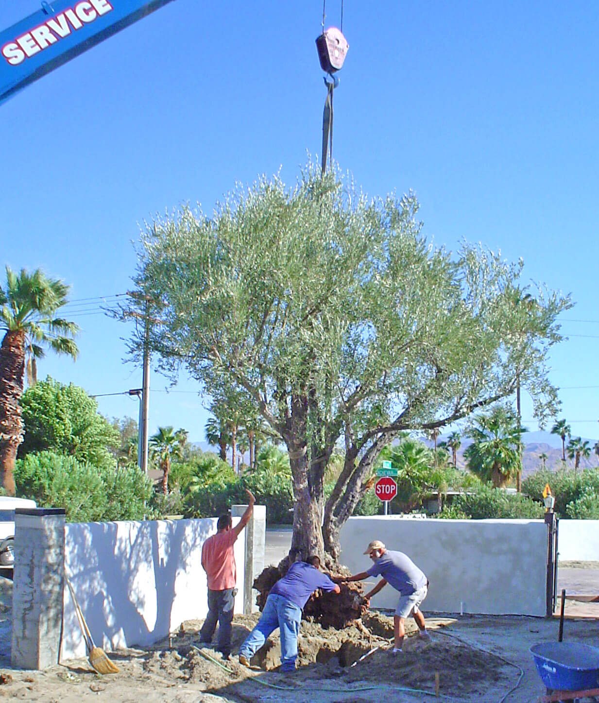 Digging into the past of olive trees.