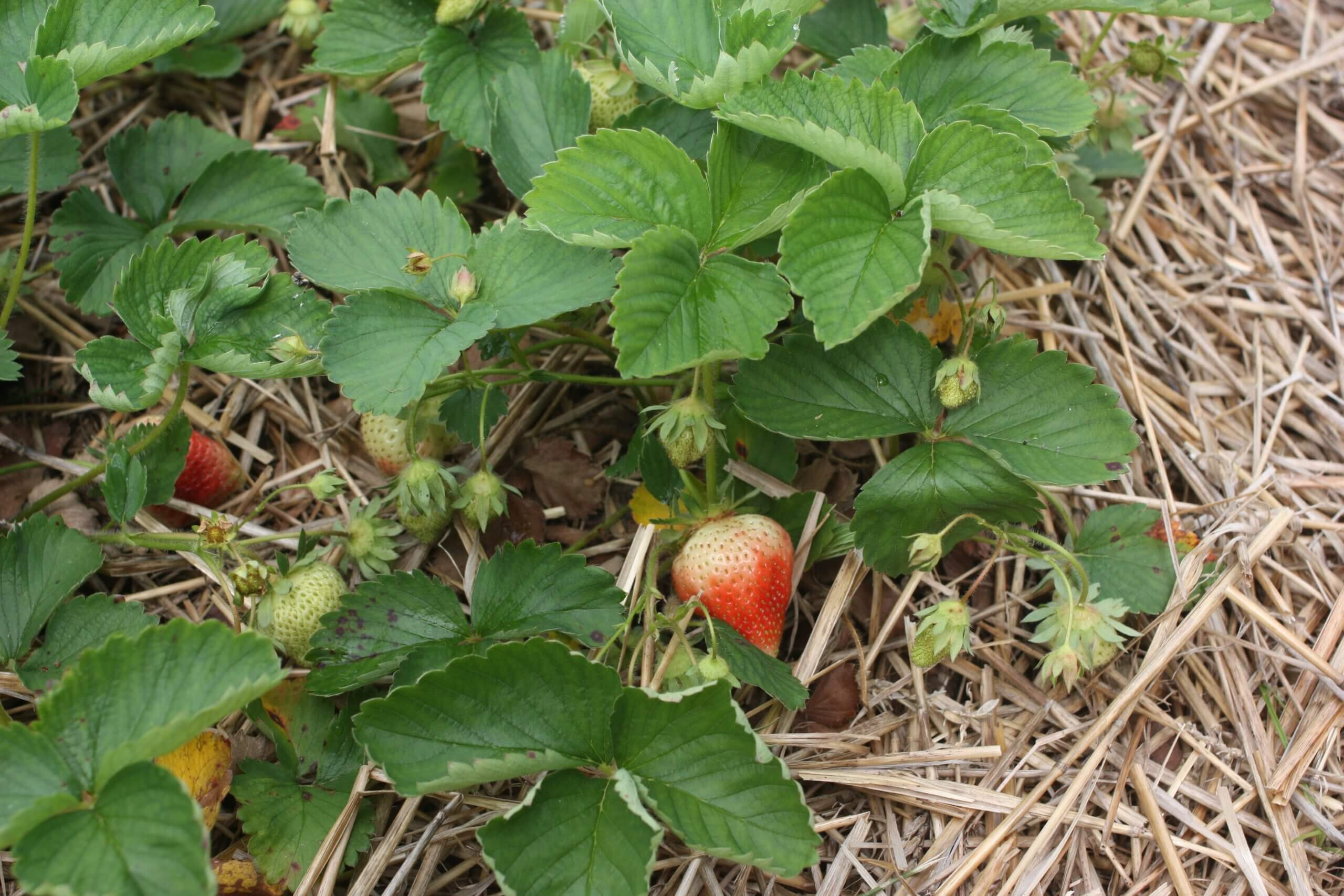 How to grow strawberries: from seed or runners