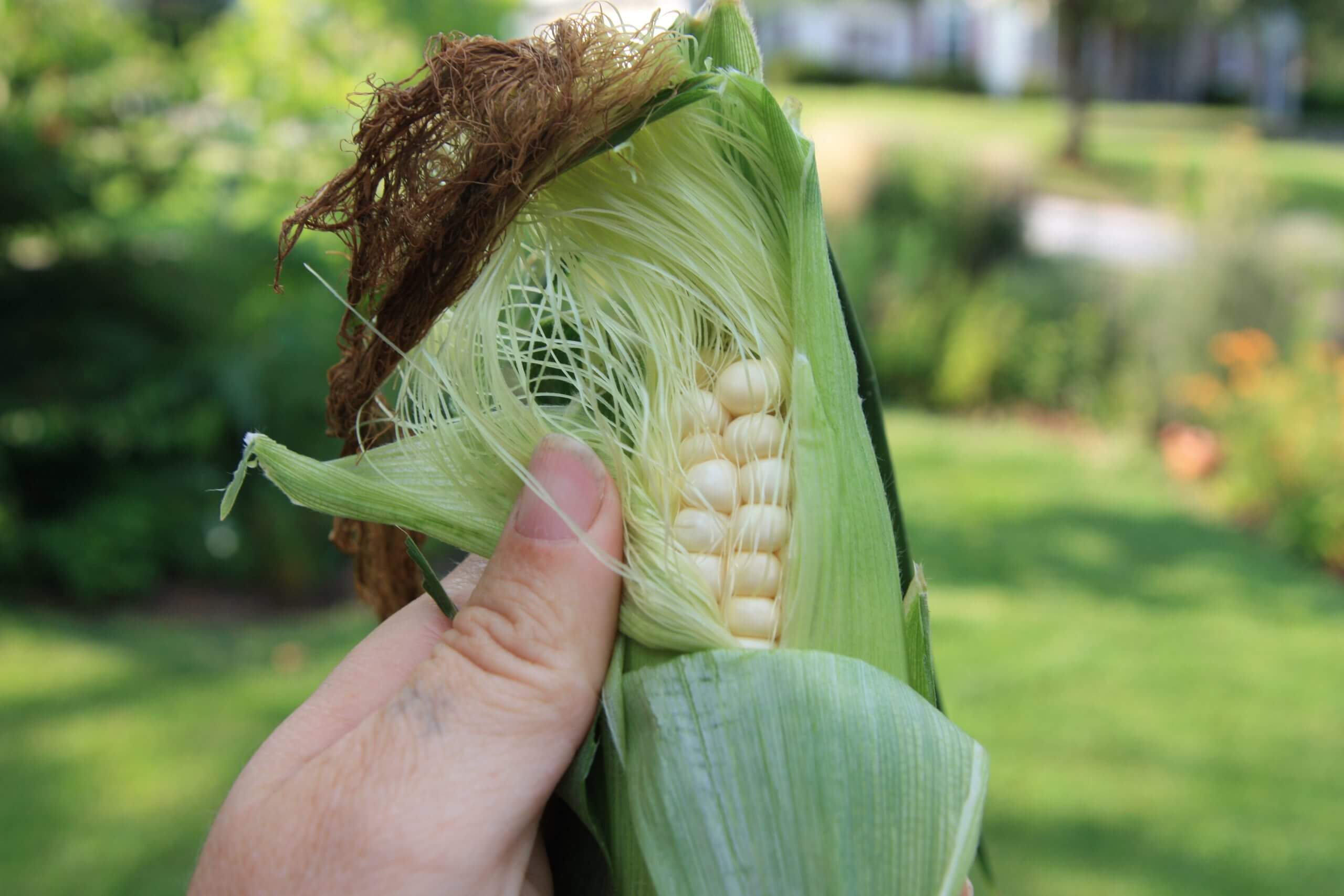 Sweet, Sweeter, and Sweetest Sweet Corn Black Gold