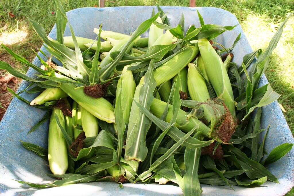 Sweet, Sweeter, and Sweetest Sweet Corn Black Gold