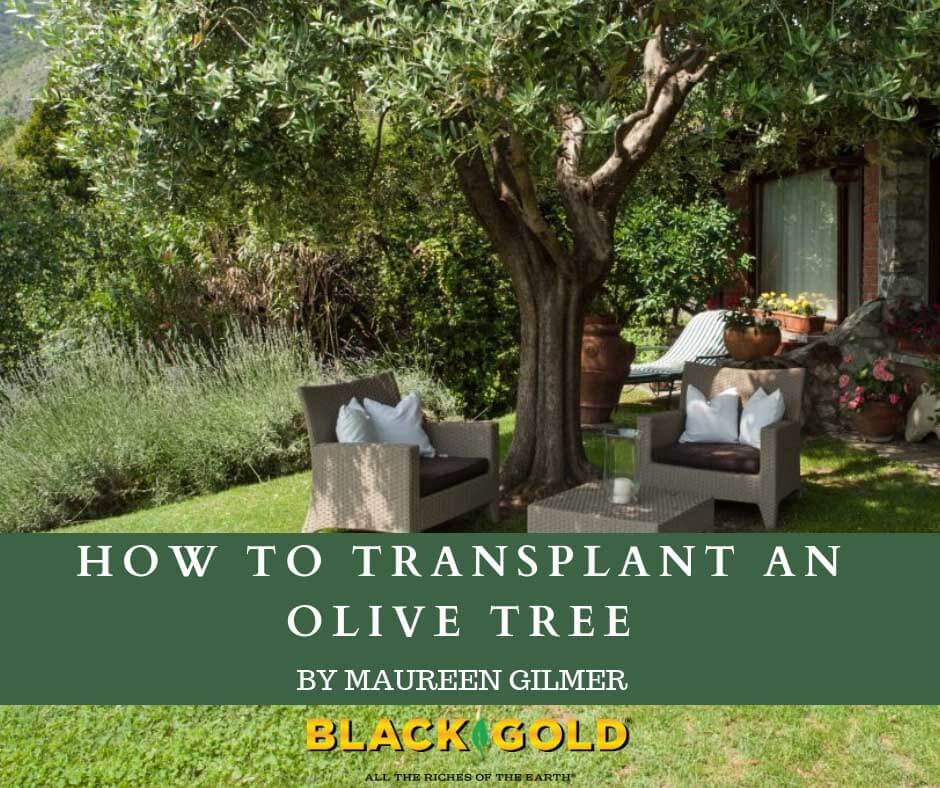 Digging into the past of olive trees.