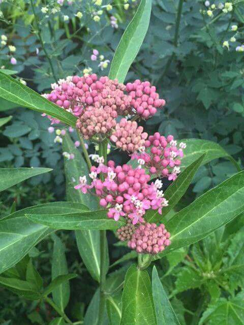 Milkweed for Monarch Butterflies – Black Gold