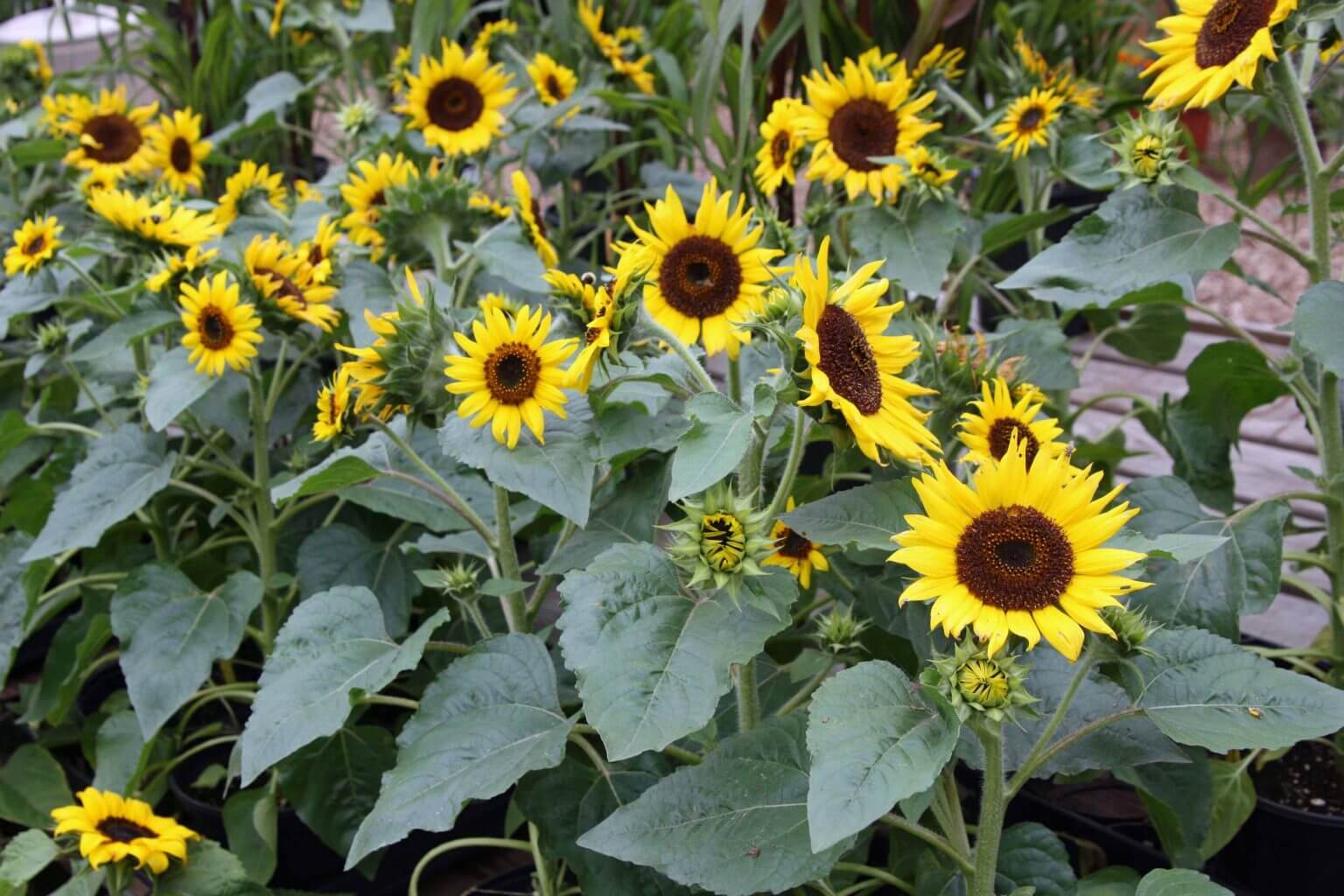 Sunflowers for Bees, Song Birds, and Garden Splendor Black Gold