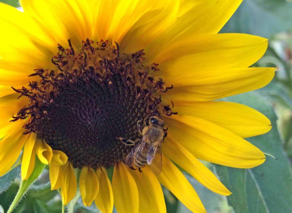 Sunflowers for Bees, Song Birds, and Garden Splendor Black Gold