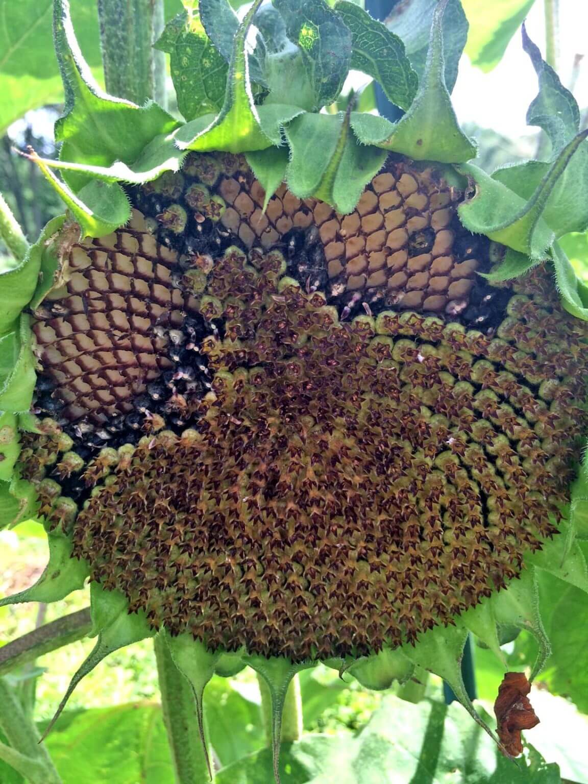 Sunflowers For Bees, Song Birds, And Garden Splendor – Black Gold