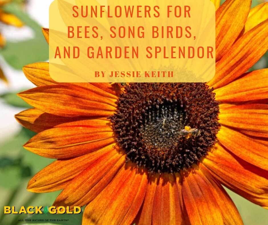 Sunflowers for Bees, Song Birds, and Garden Splendor
