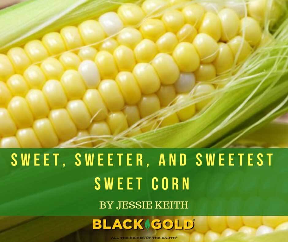 Sweet, Sweeter, and Sweetest Sweet Corn Black Gold