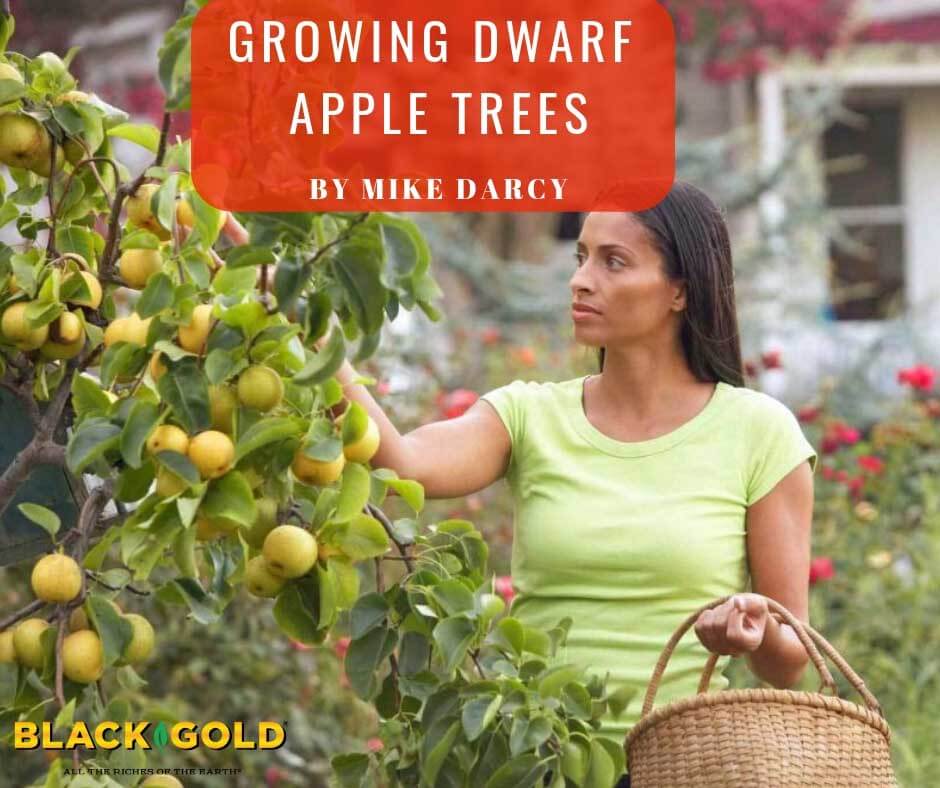 Growing apples in the home garden