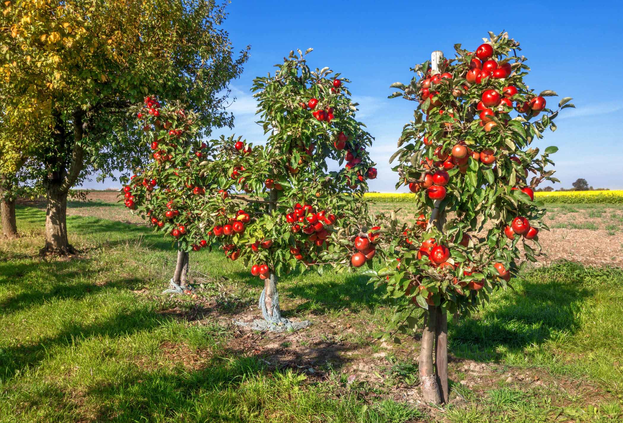 Gala Apple Tree For Sale - 4-5ft Bareroot Organic Grafted