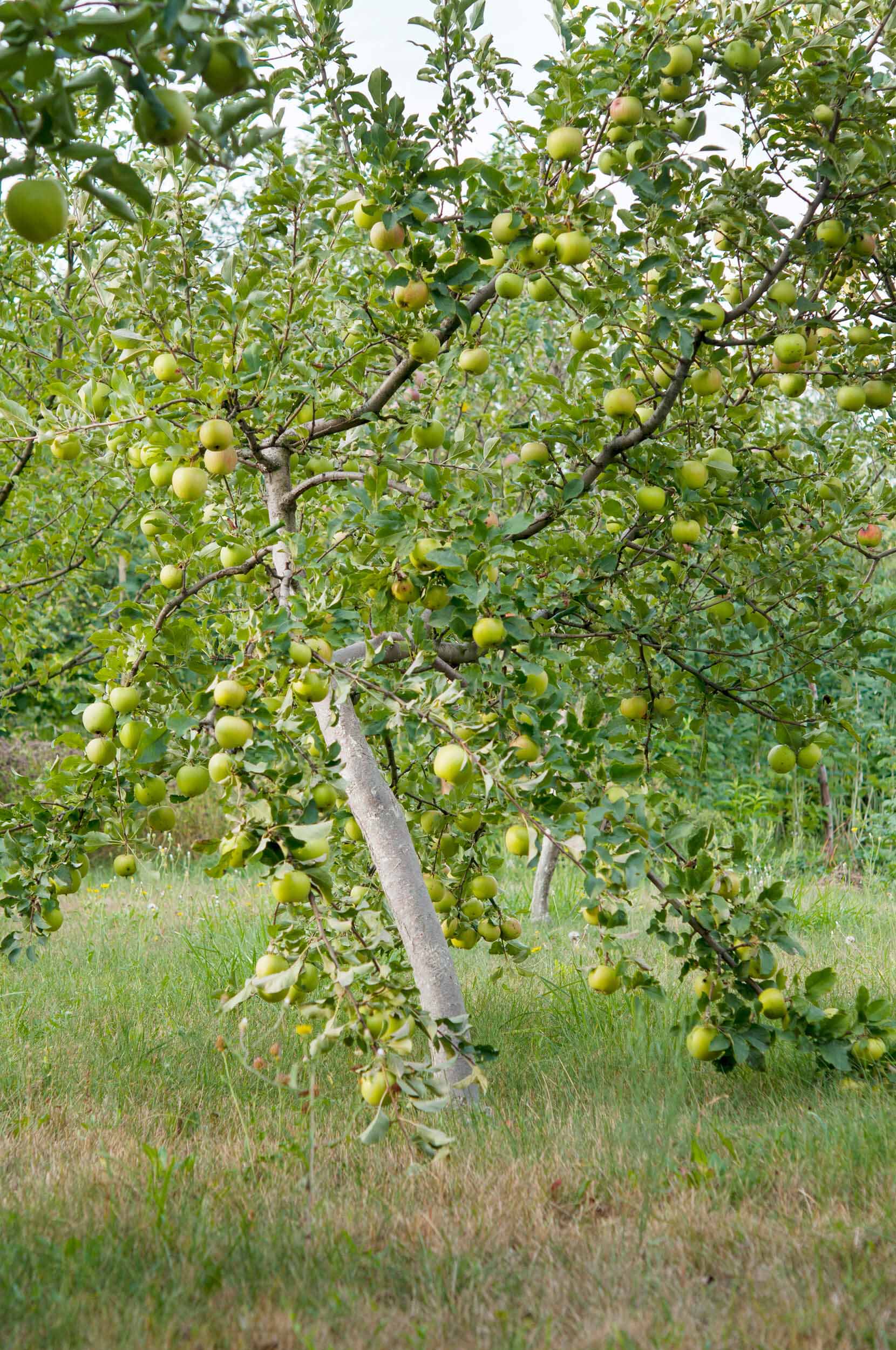 Malus domestica 'Golden Delicious' (Semi-Dwarf Apple)