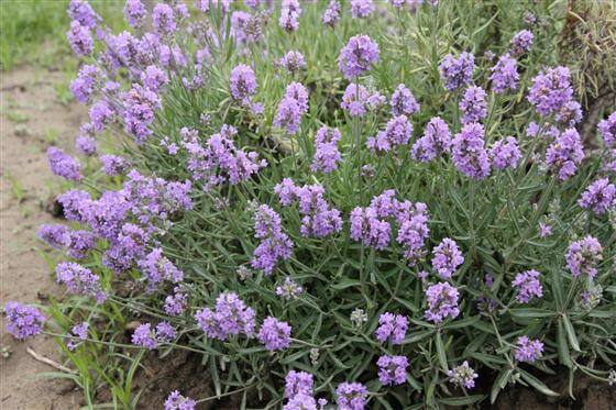 How To Grow Lavender