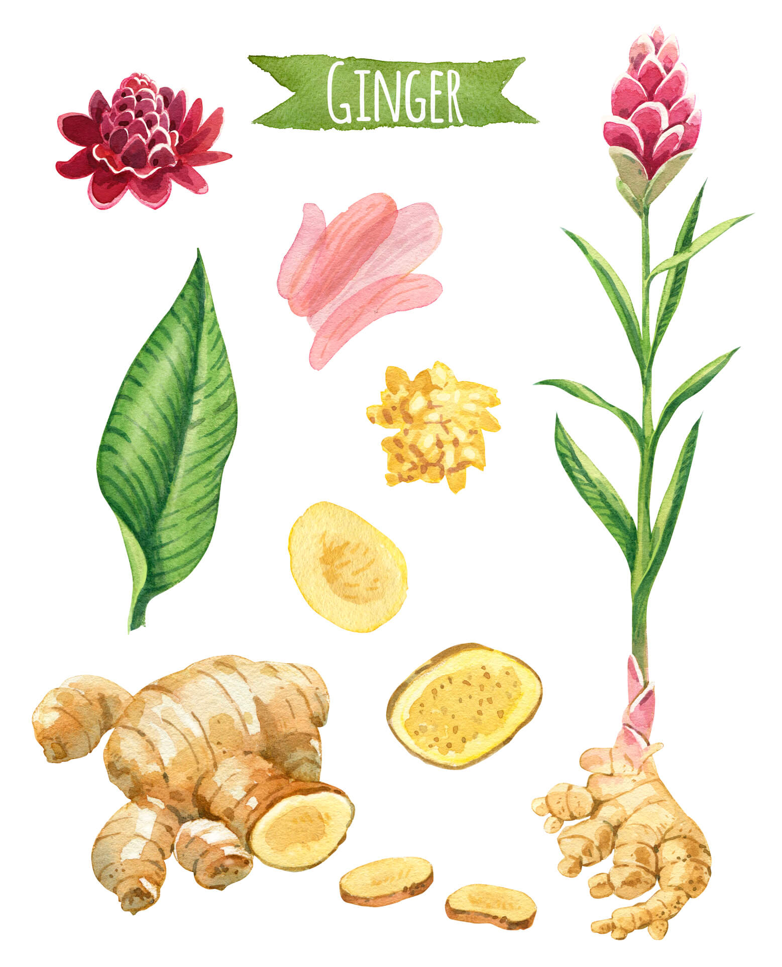 Ginger Is Meaning In Telugu