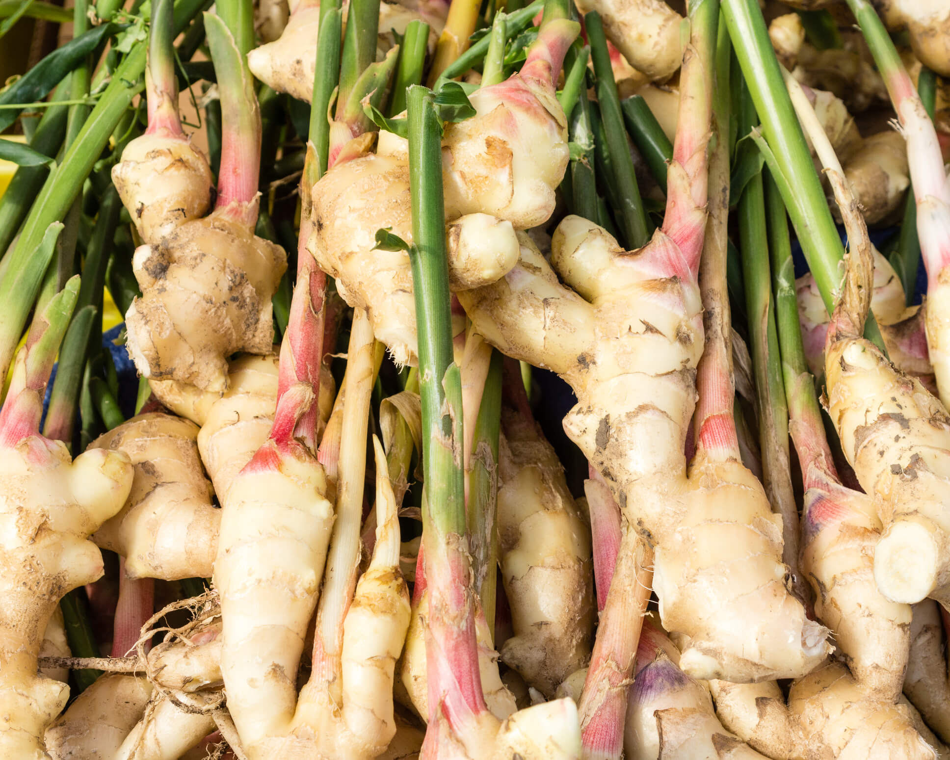 How To Grow Ginger Indoors Black Gold