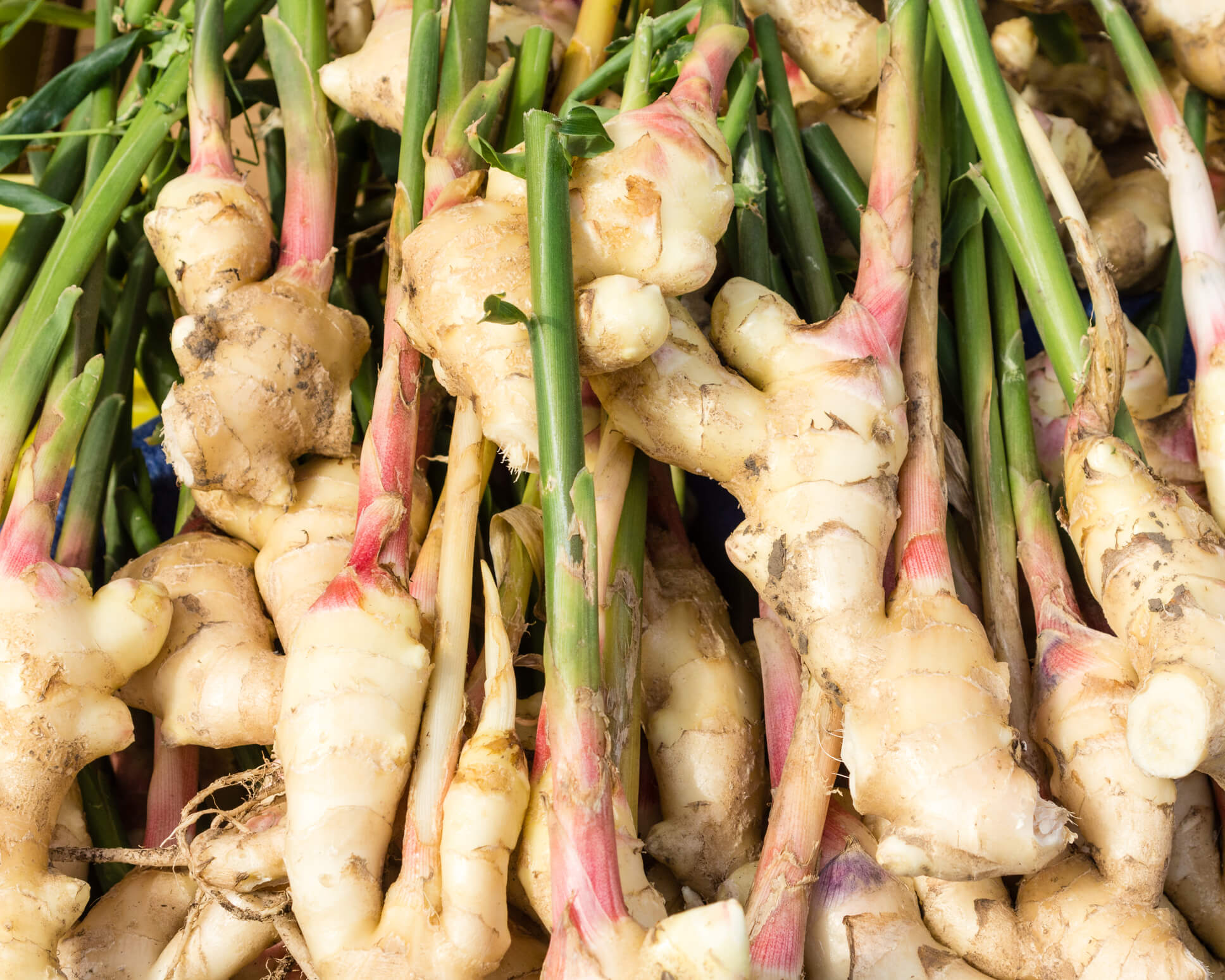 How To Grow Ginger Indoors – Black Gold