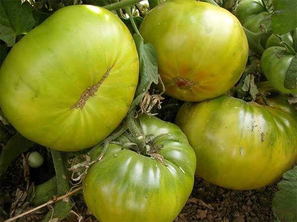 The Biggest and Best Beefsteak Tomatoes – Black Gold