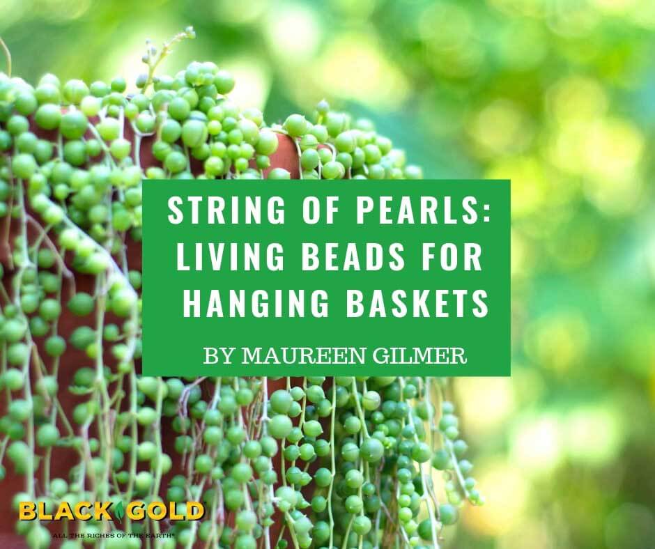 String of Pearls: Living Beads for Hanging Baskets