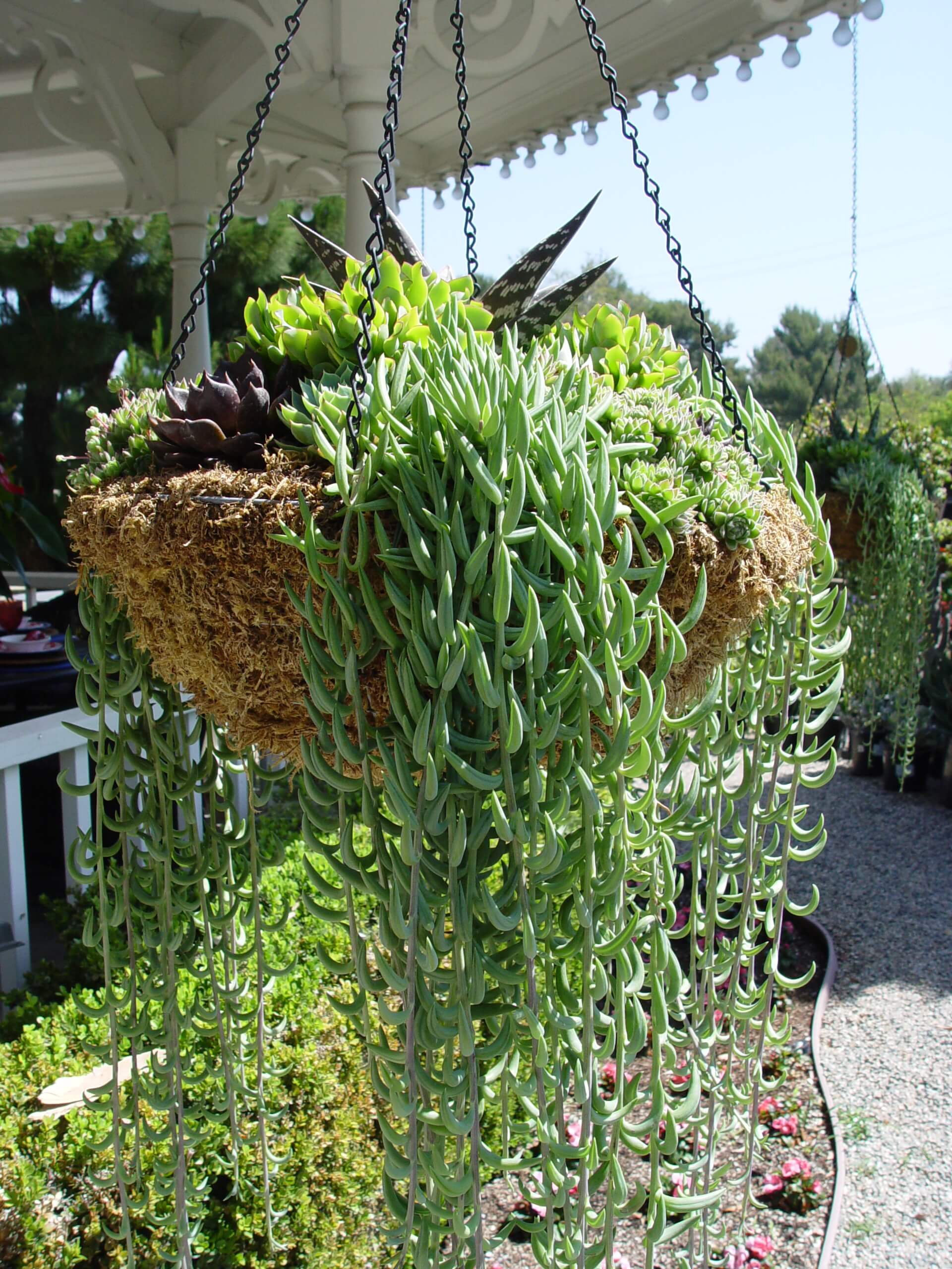 String of Pearls in a Hanging Basket - Urban Garden Center