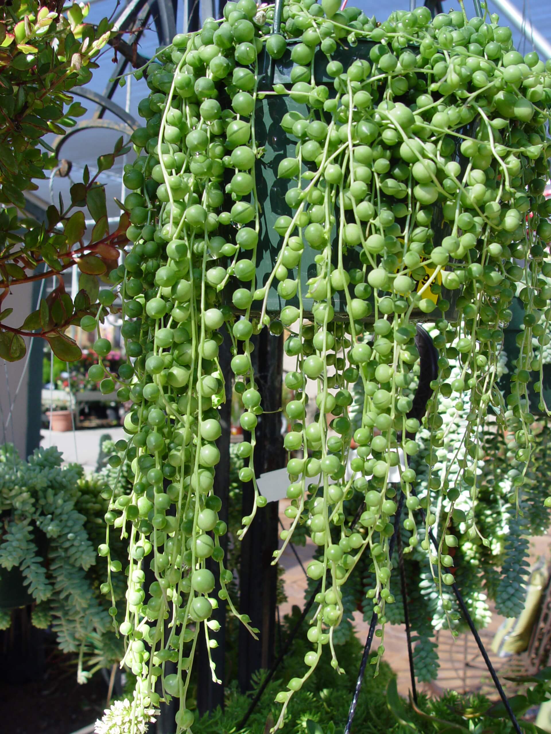 Hanging String of Pearls