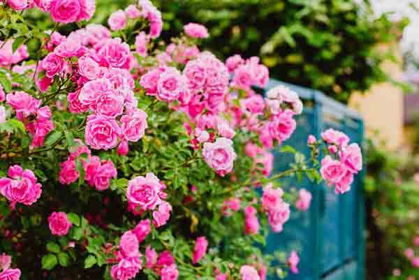 Spring Pruning for Shrub Roses  Nebraska Extension in Lancaster