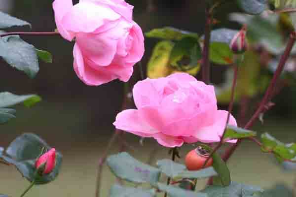 Spring Pruning for Shrub Roses  Nebraska Extension in Lancaster County