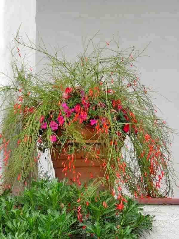 Hanging basket deals flowers