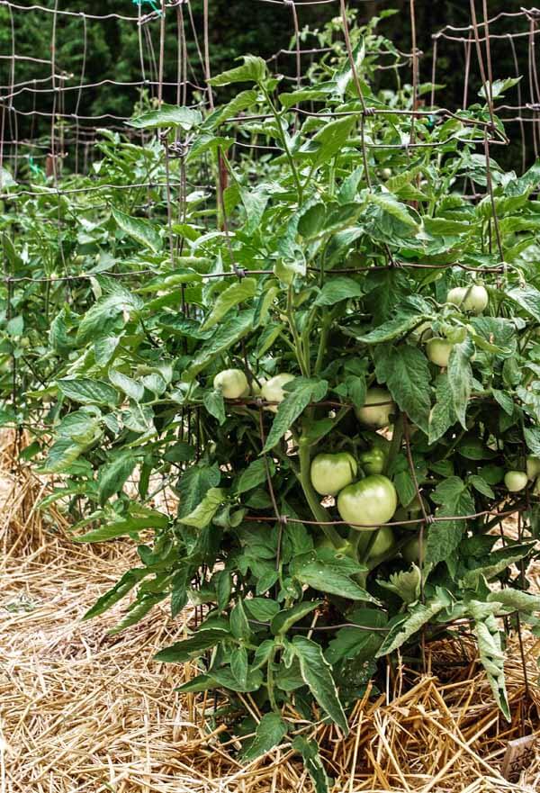 PROOF* Pruning Beefsteak Tomatoes is Not Necessary 