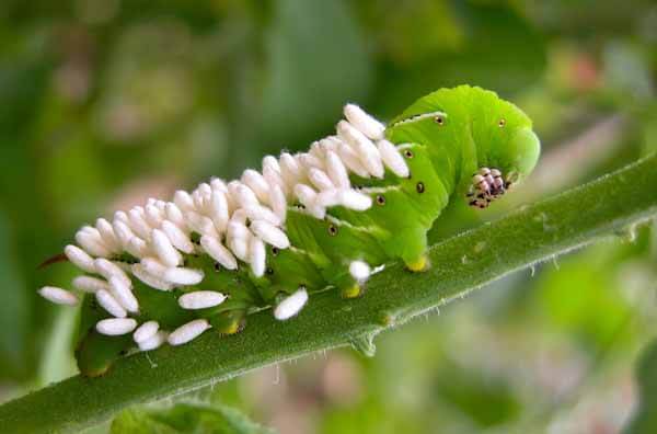 Tips for Growing Monster Beefsteak Tomatoes – Black Gold