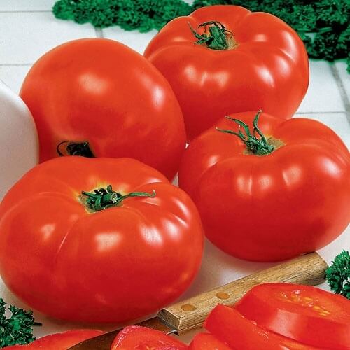 Giant Beefsteak Tomato