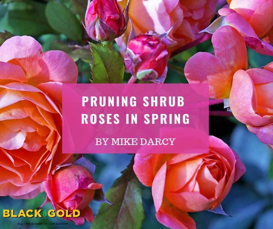 Spring Pruning for Shrub Roses  Nebraska Extension in Lancaster