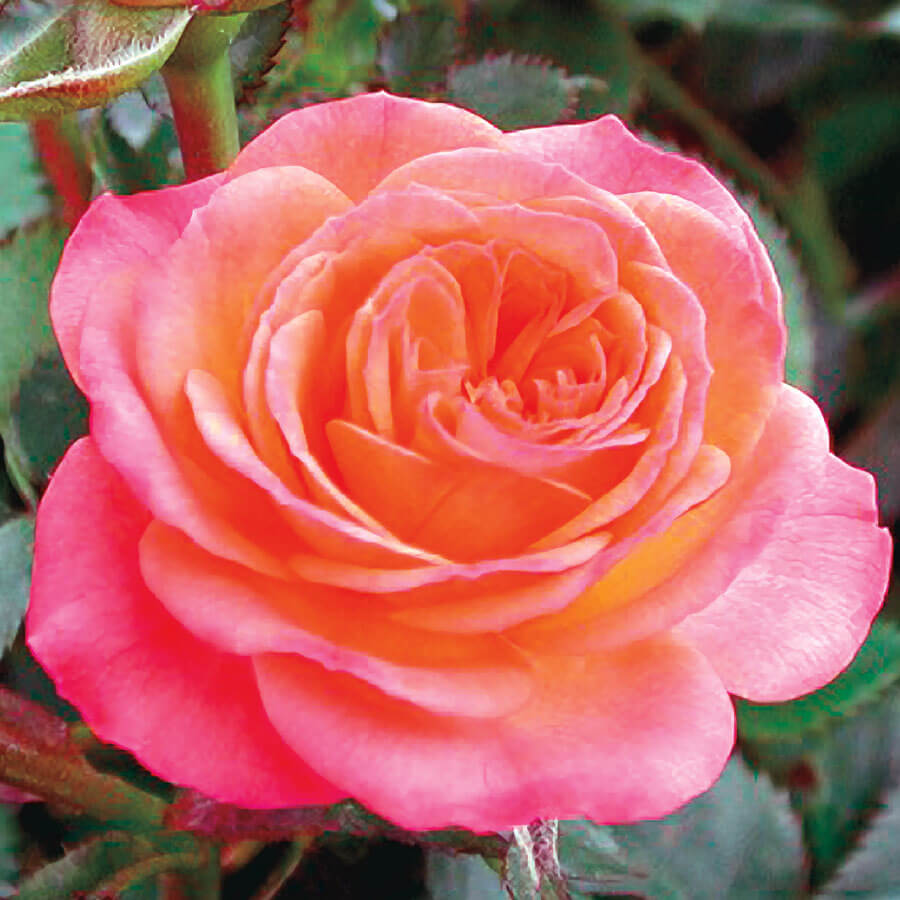 Miniature and Miniflora Rose Suppliers - American Rose Society