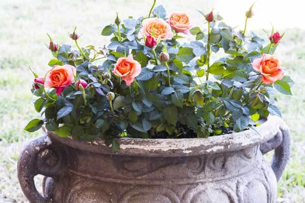 How to Plant and Grow Miniature Roses