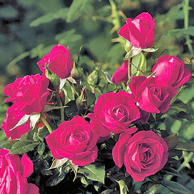 Miniature and Miniflora Rose Suppliers - American Rose Society