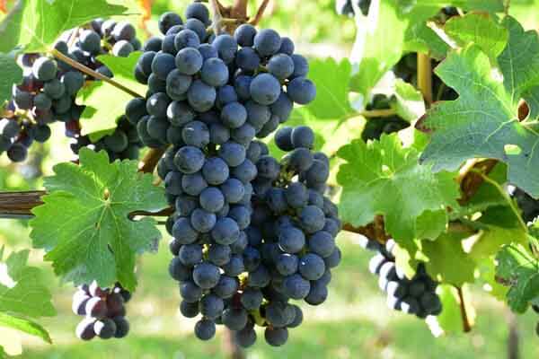 Wine Grape Growing for All Gardeners Black Gold