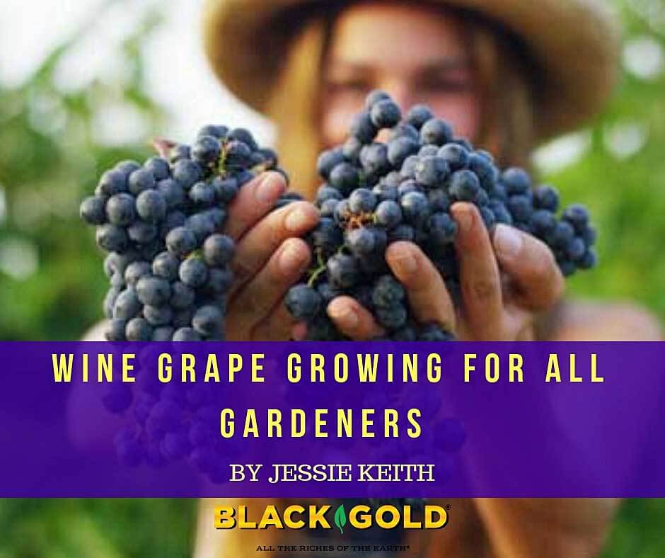 Grow hotsell wine grapes