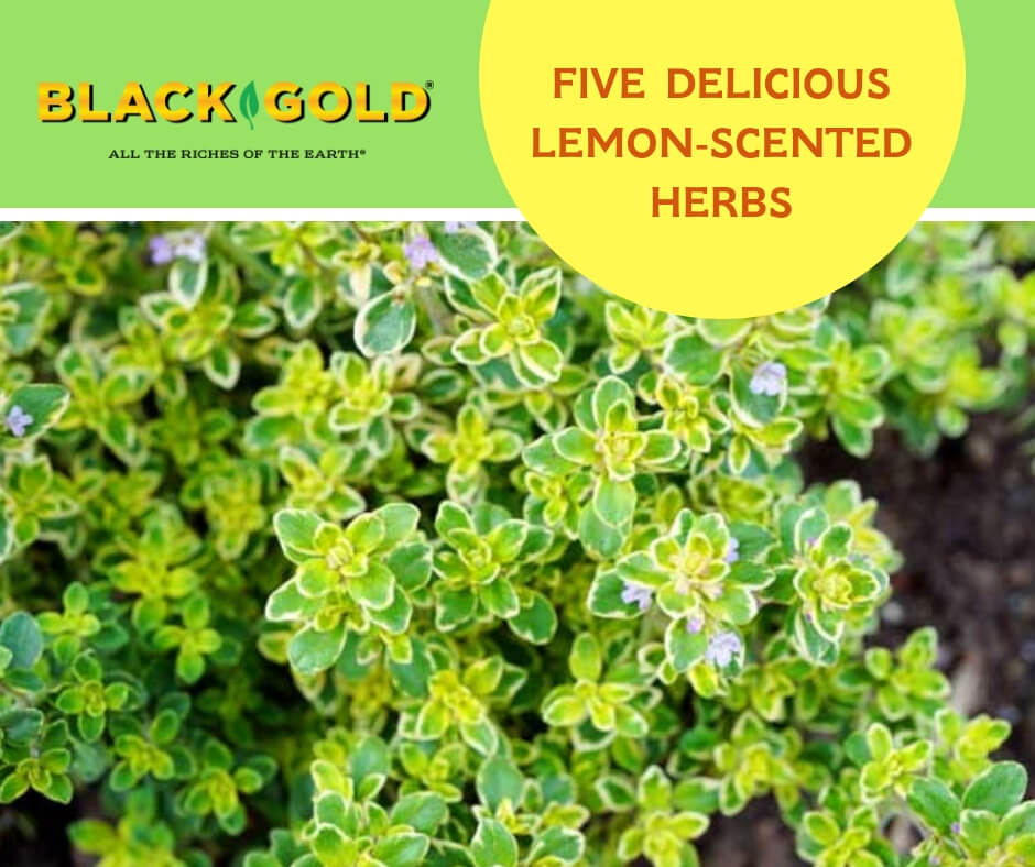 https://blackgold.bz/wp-content/uploads/sites/3/2018/07/Lemon-scented-herbs.jpg