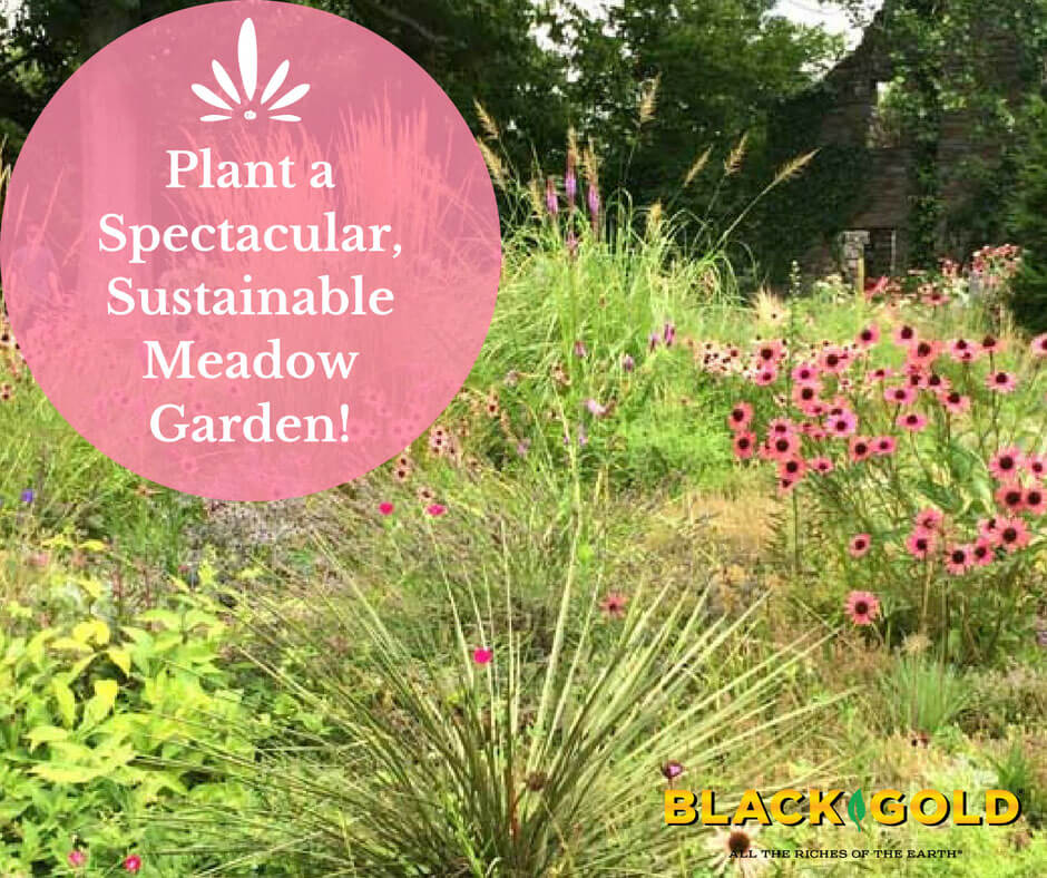 Plant a Sustainable Meadow Garden! – Black Gold