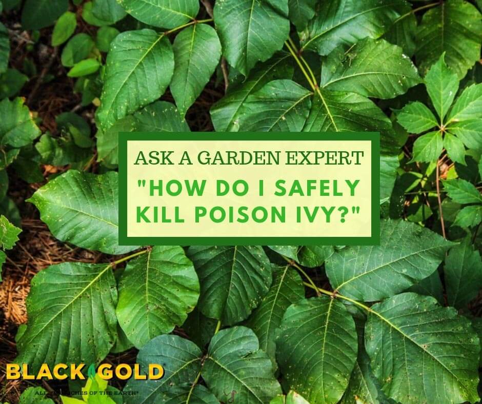 Here's how to identify poison ivy and remove it from your landscape