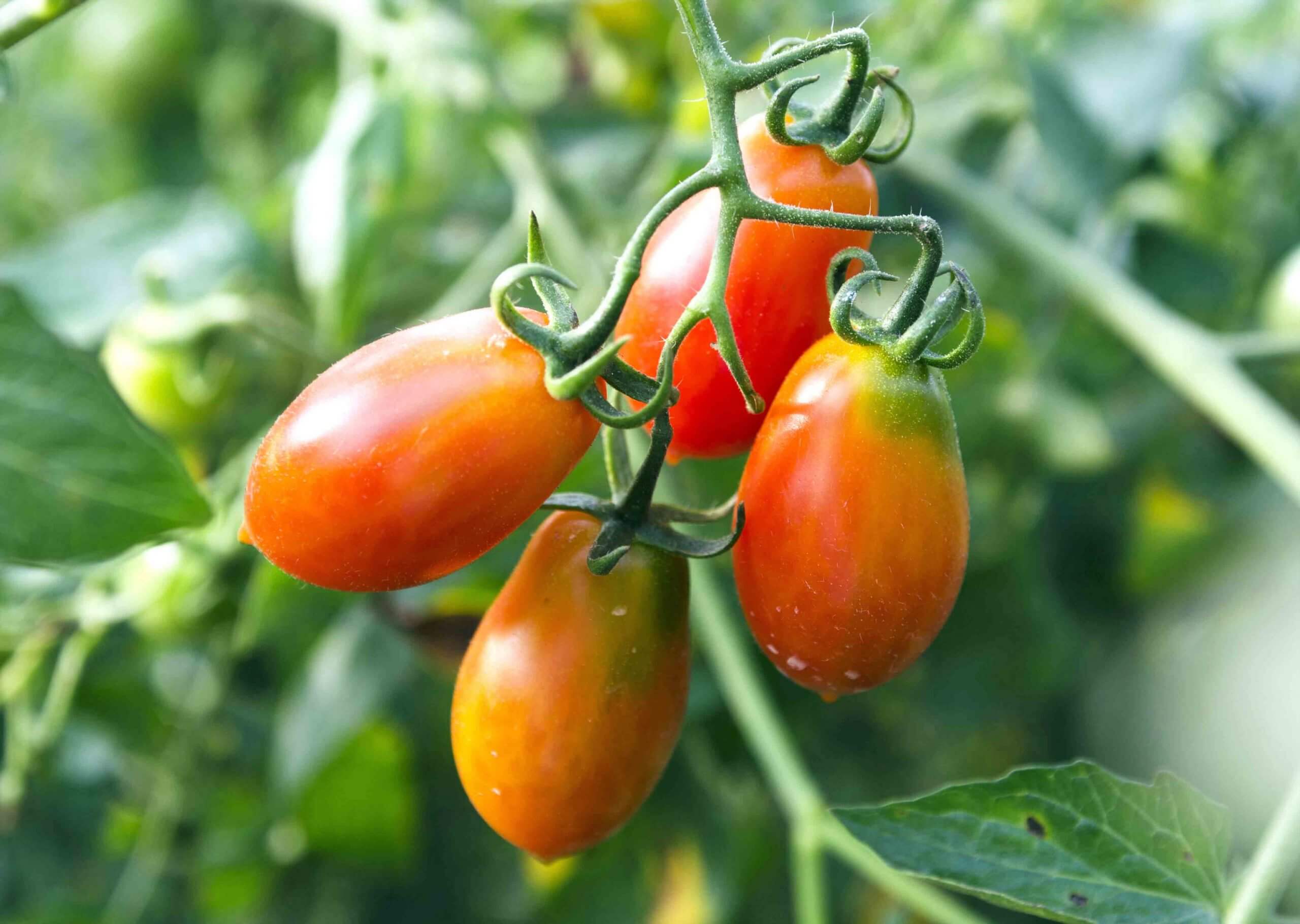 Green Beefsteak Tomatoes - Food Gardening Network