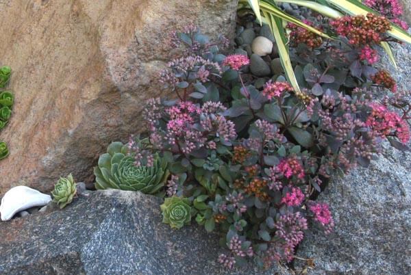 Sedum 'Orange Glow'  Mountain Crest Gardens™