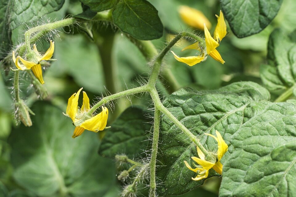 tomato plant flower