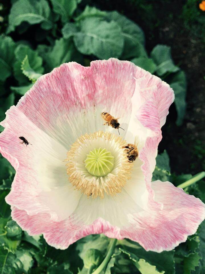 Favorite Garden Poppies – Fafard