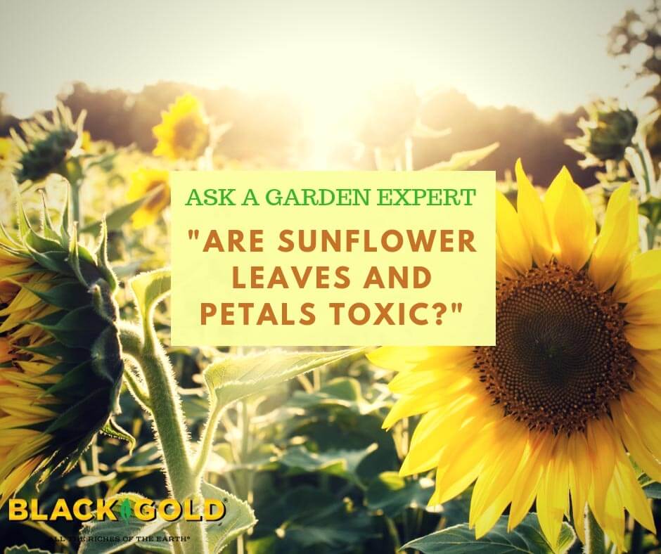 Are Sunflower Leaves and Petals Toxic? – Black Gold